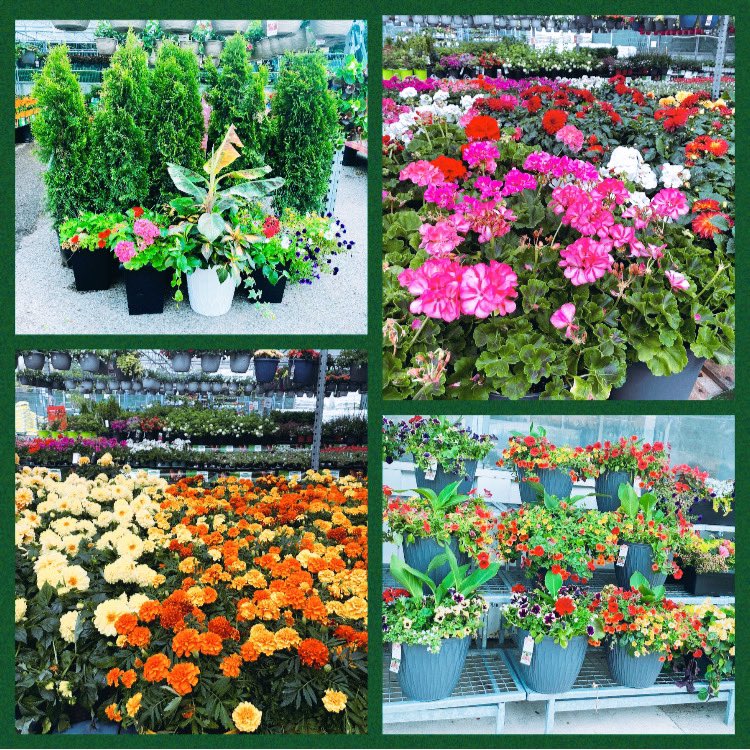 brunosYIG's tweet photo. Our garden centre is open and fully stocked . Come in today and check it out . https://t.co/HlWeKRFYnR