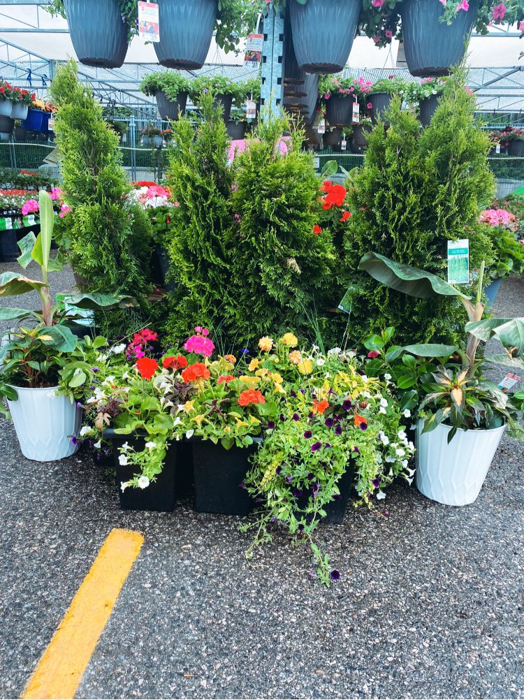 brunosYIG's tweet photo. Our garden centre is open and fully stocked . Come in today and check it out . https://t.co/HlWeKRFYnR