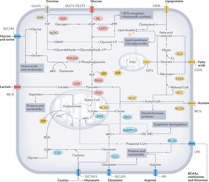 NatureRevCancer's tweet photo. NEW content online! Developing dietary interventions as therapy for cancer https://t.co/ijuqctk1wJ https://t.co/KHPpMKnCFa