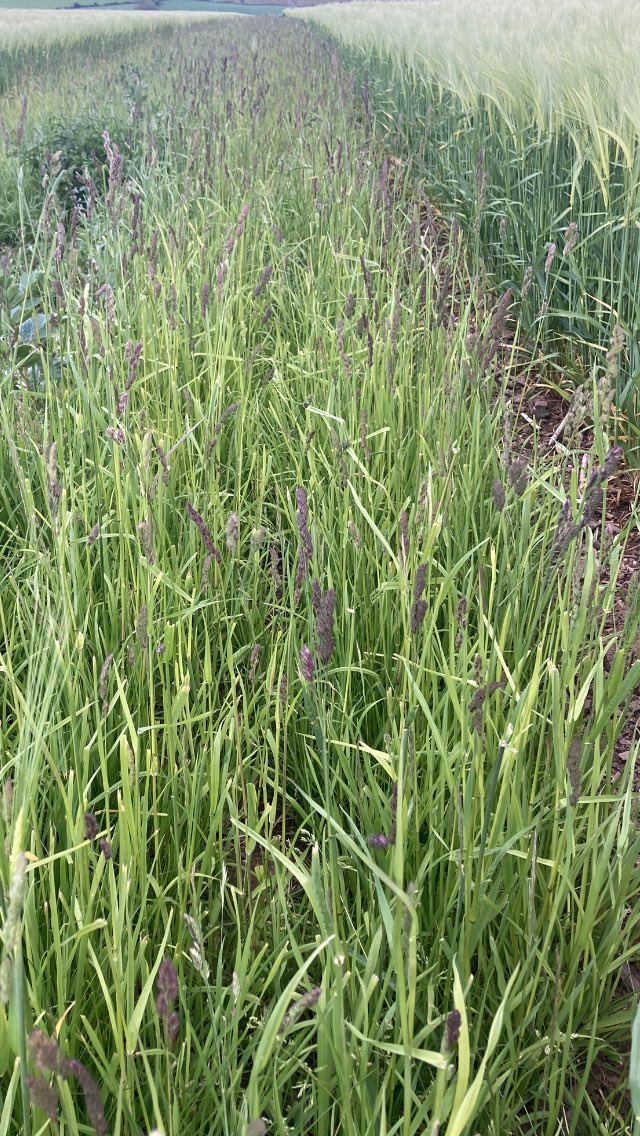 New beetle bank still a work in progress but it’s nice to a see a good population of Aphid Terminators appearing. #Ladybirds #FarmlandBiodiversity