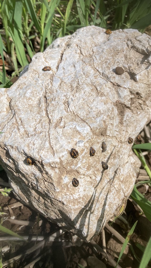 moorewp's tweet photo. New beetle bank still a work in progress but it’s nice to a see a good population of Aphid Terminators appearing. #Ladybirds #FarmlandBiodiversity https://t.co/vwvc26Sw4A