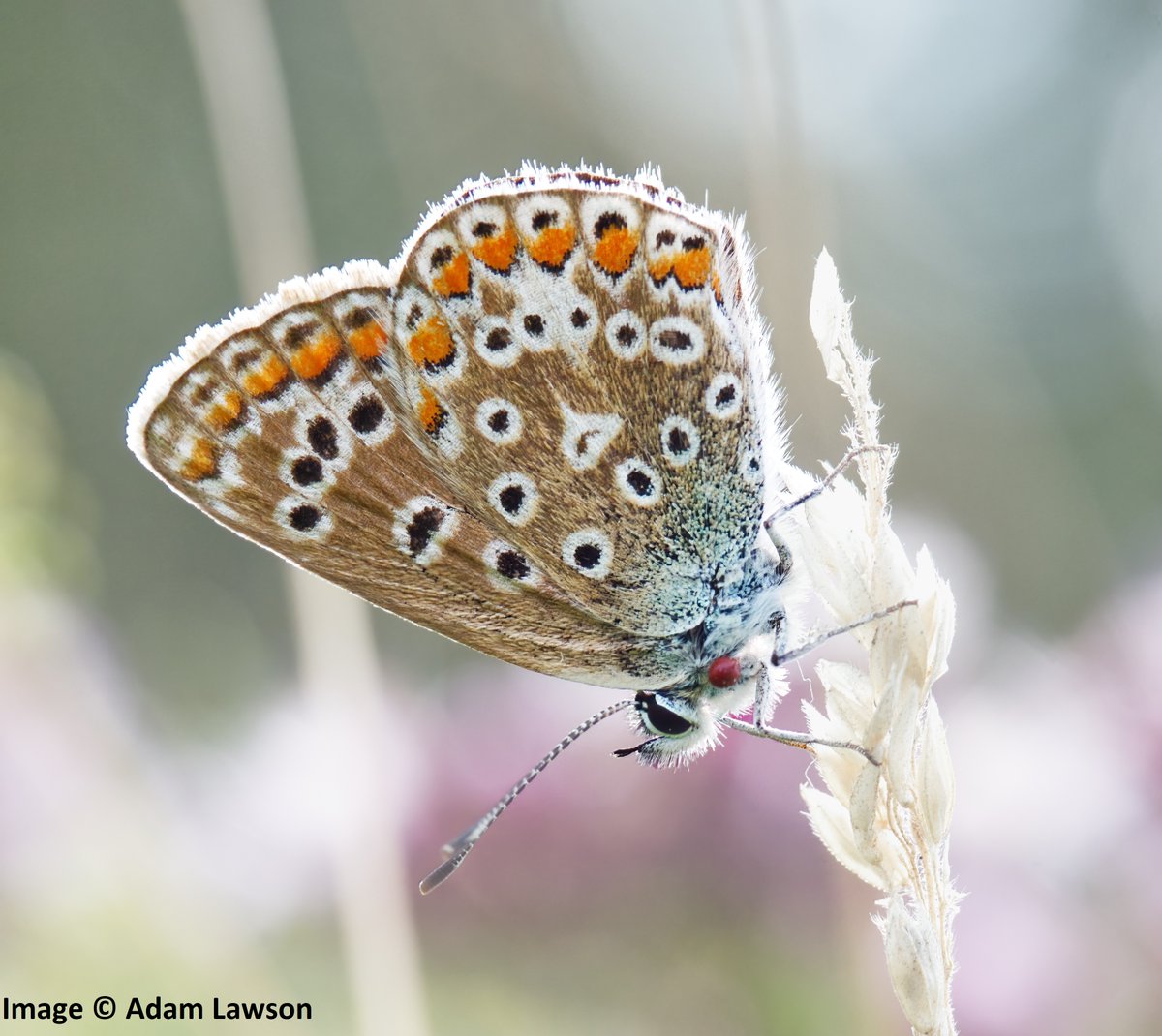 Insect Conservation and Diversity (@insectdiversity) on Twitter photo Read the revised red list for British butterflies from @RichardFoxBC <a href="/EmilyBDennis/">Emily Dennis</a> Andrew F. Brown and Jon Curson:
resjournals.onlinelibrary.wiley.com/doi/10.1111/ic…
See the news article in <a href="/guardian/">The Guardian</a>: theguardian.com/environment/20…
And check out this great thread from <a href="/savebutterflies/">Butterfly Conservation 🦋</a>: x.com/savebutterflie… Read the revised red list for British butterflies from @RichardFoxBC <a href="/EmilyBDennis/">Emily Dennis</a> Andrew F. Brown and Jon Curson:
resjournals.onlinelibrary.wiley.com/doi/10.1111/ic…
See the news article in <a href="/guardian/">The Guardian</a>: theguardian.com/environment/20…
And check out this great thread from <a href="/savebutterflies/">Butterfly Conservation 🦋</a>: x.com/savebutterflie…