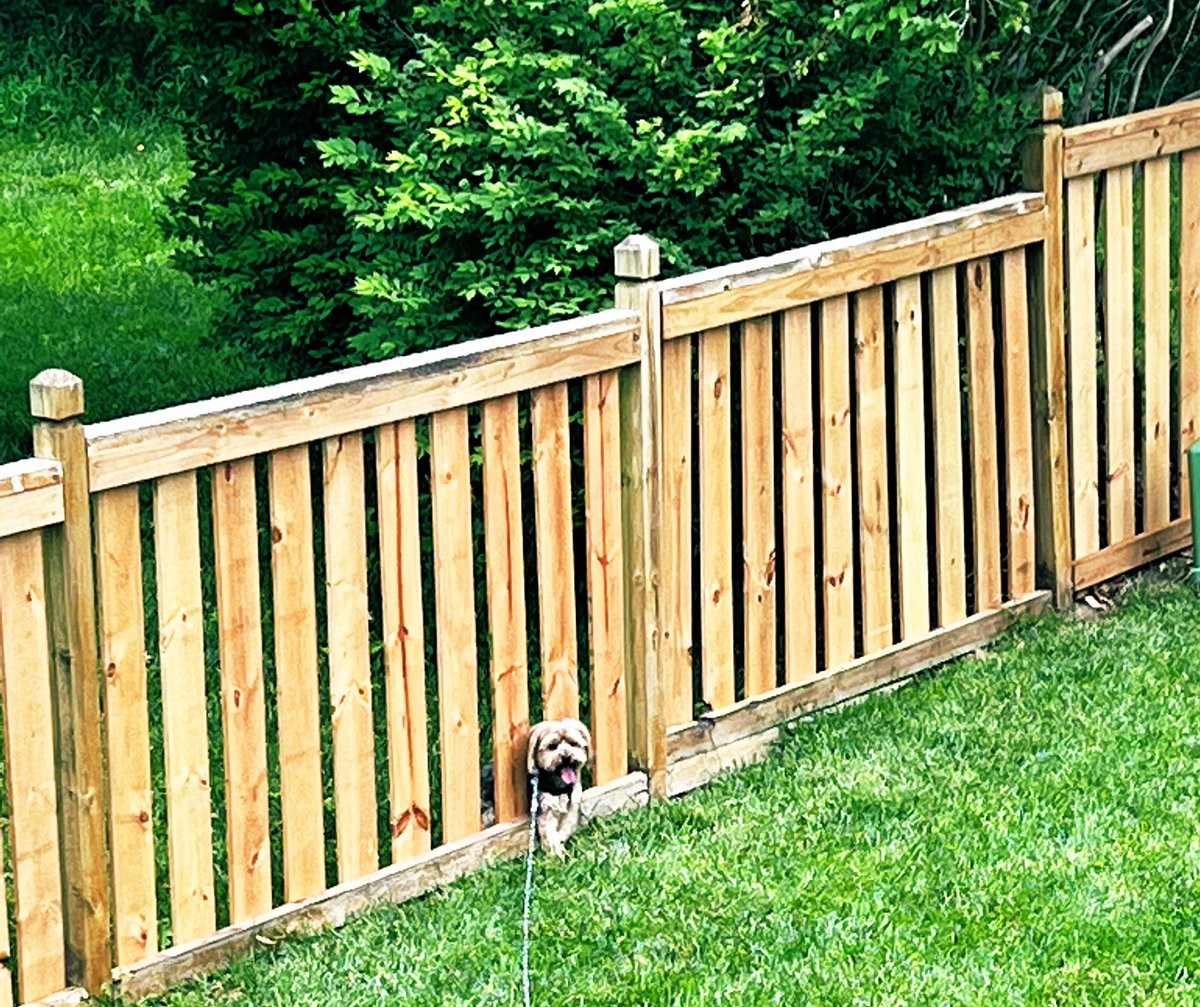 create_mak's tweet photo. When your almost done building fence and your pup shows you the imperfections 🤦🏽‍♀️😂 #dogs #Wednesdayvibe #Smalldogproblems https://t.co/k7N1D5cvNz