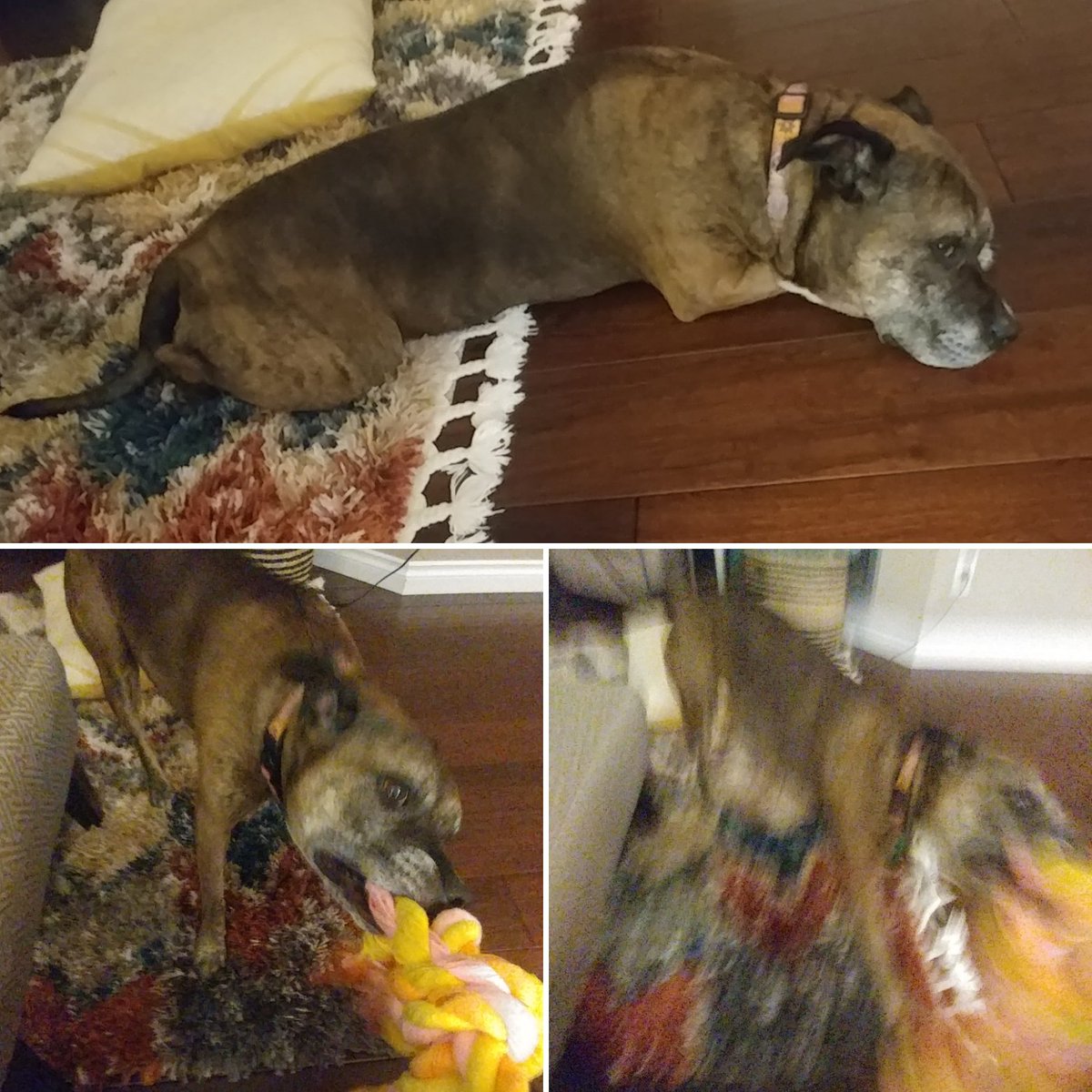 l3luel3lazer's tweet photo. Interested in an #NFT community you can feel good about?
The @PielandNFT #piemmunity allows me to make a charitable donation by sharing a picture of my pet. IRL Philanthropic Utility #IRLpietility
Oh and you remember this Eth project has a carbon negative pledge? 🌳😍 https://t.co/99oHQudzbG