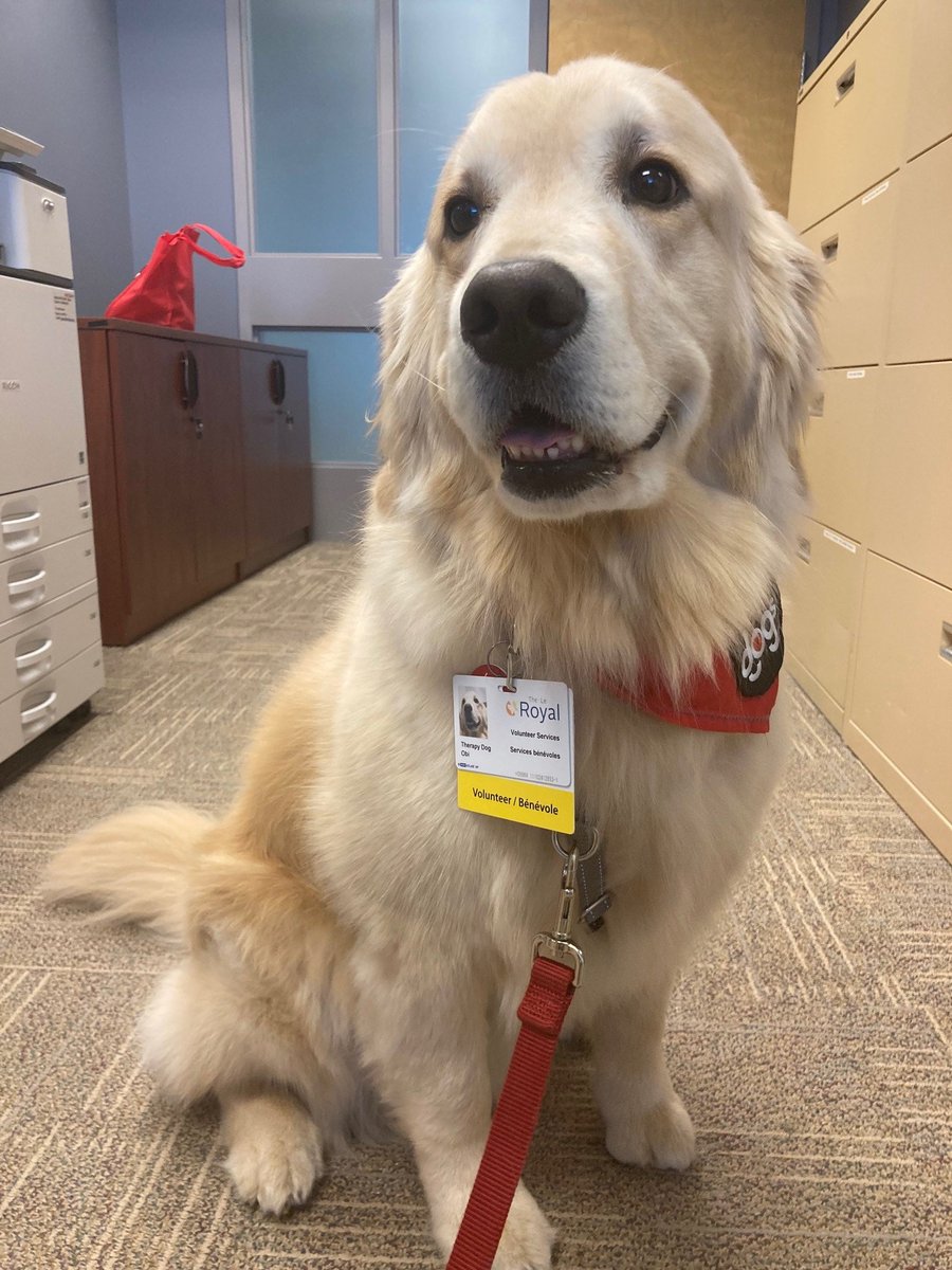 Meet Obi, a four-year-old golden retriever and a volunteer at The Royal from @OTD_Ottawa.🐾👋🏽

There are many benefits to pet therapy. The companionship of a pet can reduce stress, improve mood and self-esteem, increase happiness, and decrease loneliness and isolation.

1/2