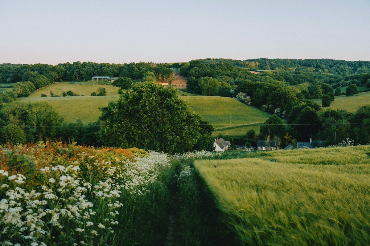 DanielCasson1's tweet photo. Evening Strolls 🍃 // https://t.co/pdrvqTc7FC
