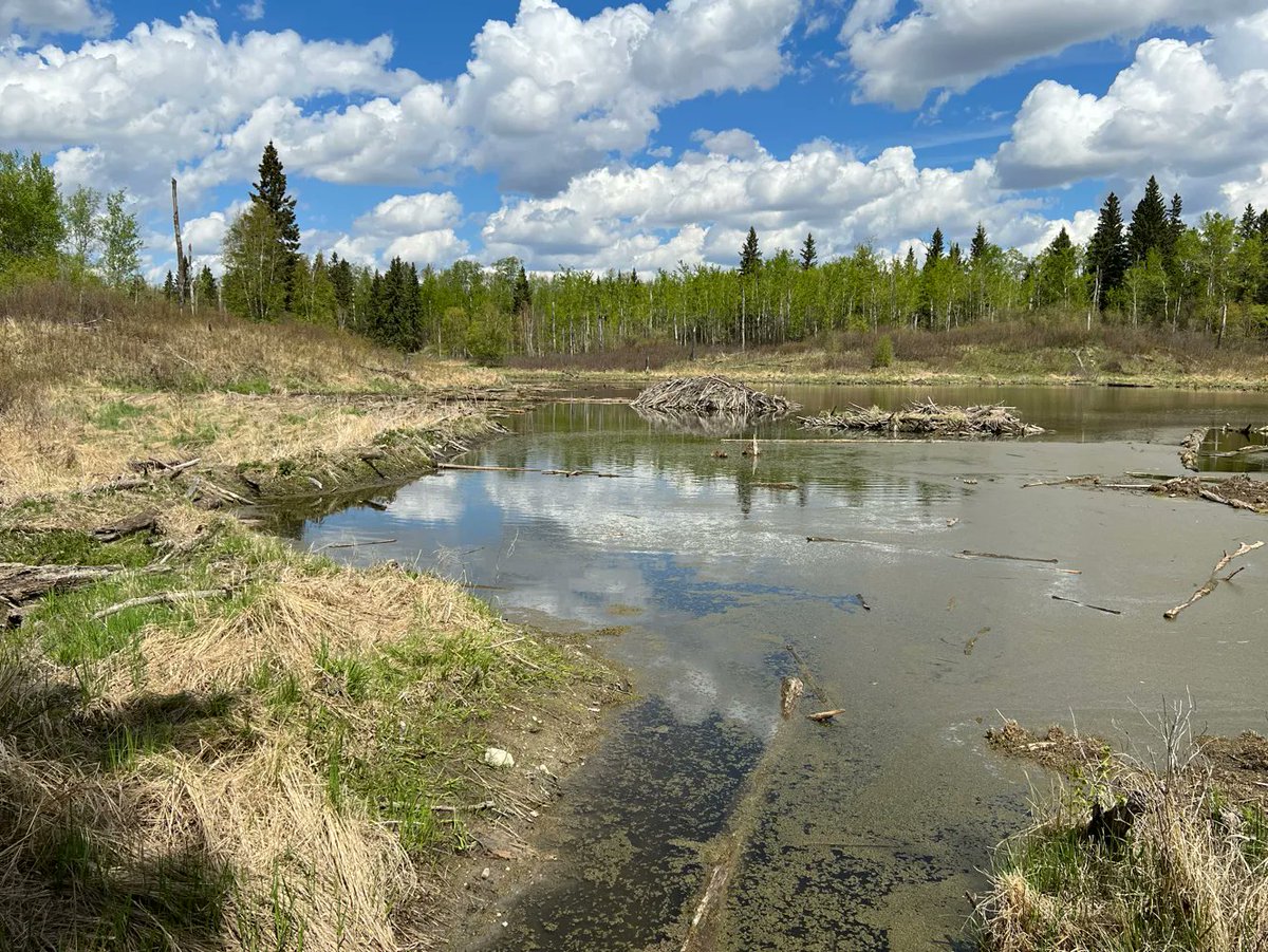 DaleALeckie's tweet photo. Beaver Hills Biosphere &amp; Elk Island National Park are ecological wetland preserves. 1000’s of potholes filled with breeding waterfowl &amp; a beaver lodge in each one. Songbirds all through the aspens. This is glacial stagnant ice terrain at its best. https://t.co/ZfwkYAOqti https://t.co/DfxFEvhruC
