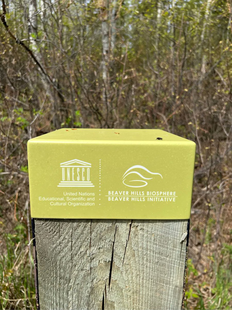 DaleALeckie's tweet photo. Beaver Hills Biosphere &amp; Elk Island National Park are ecological wetland preserves. 1000’s of potholes filled with breeding waterfowl &amp; a beaver lodge in each one. Songbirds all through the aspens. This is glacial stagnant ice terrain at its best. https://t.co/ZfwkYAOqti https://t.co/DfxFEvhruC