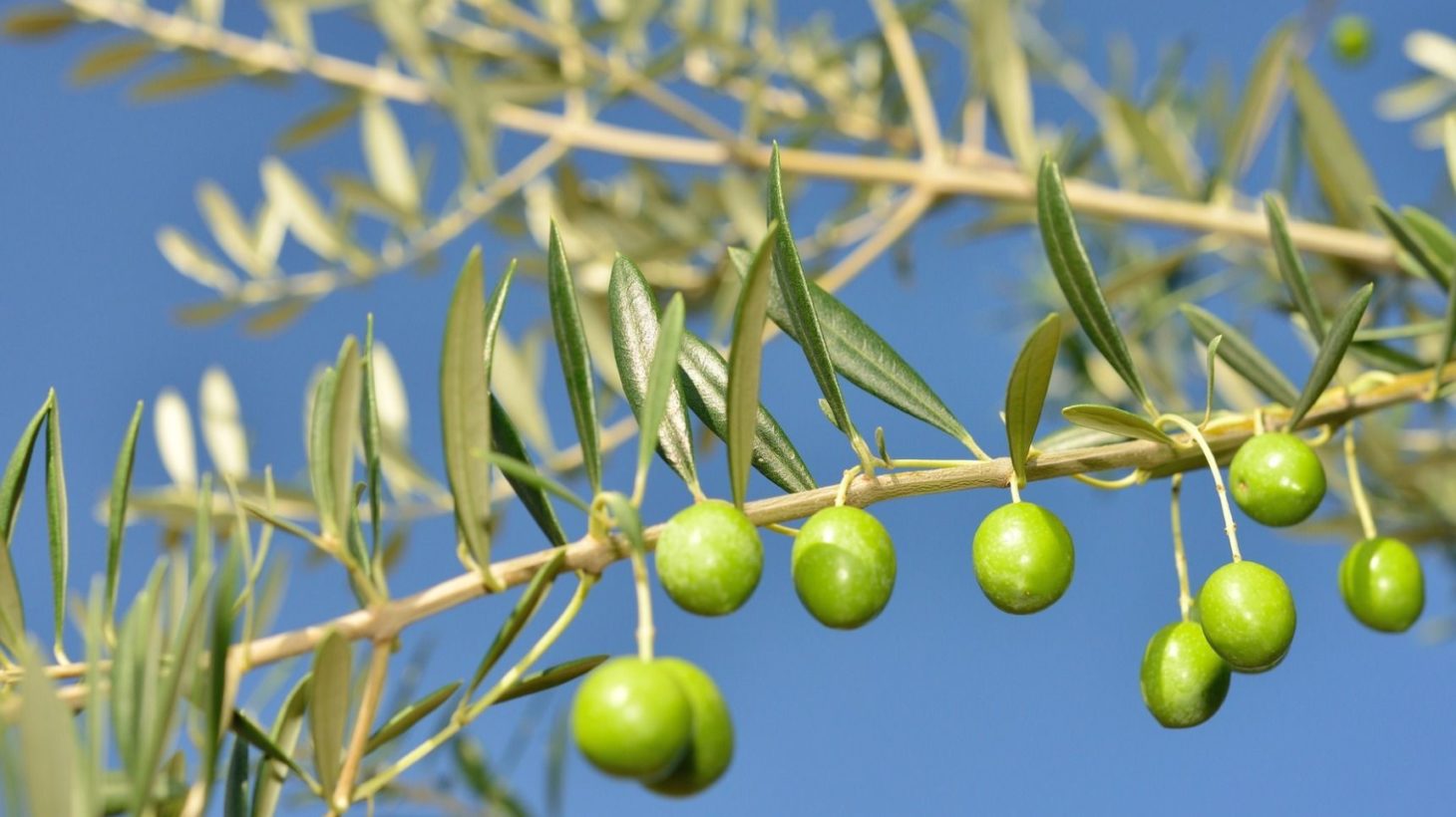 株式会社西花園 東京の観葉植物レンタル 造園 植木屋 おはようございます 5月26日 今日の 誕生花 は オリーブ 花言葉 平和 オリーブは平和の象徴 聖書のノアの方舟で オリーブの葉をくわえ戻ってきたハトを見て洪水が引き始めたことを知った