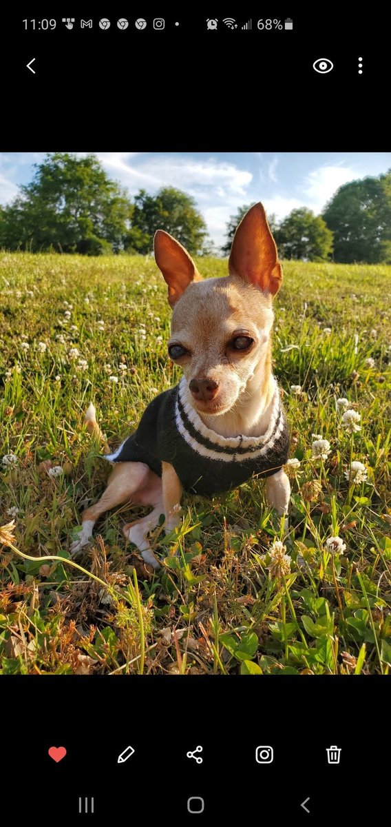 BabieGetsBaked's tweet photo. #TokesForTilly ๐๐พ
Damn. Not a day goes by that I don't miss this tiny face. I can't believe it's been a whole two years since she has been gone.
She may have been little...but man, she was a badass. Miss you munchkinโค๏ธ https://t.co/i3J7kLmVBd