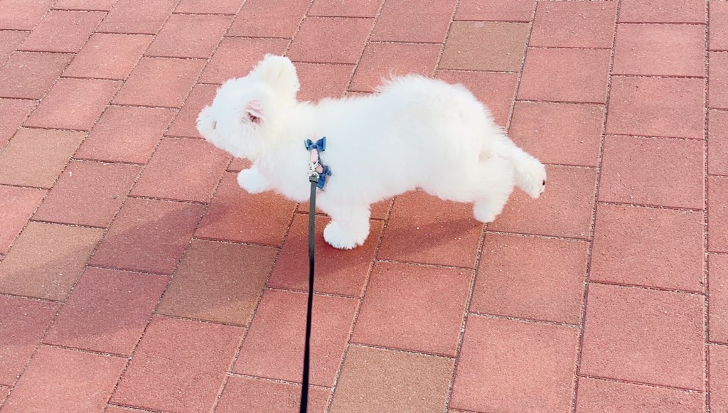 トイレシート食べないで Twitter Search Twitter