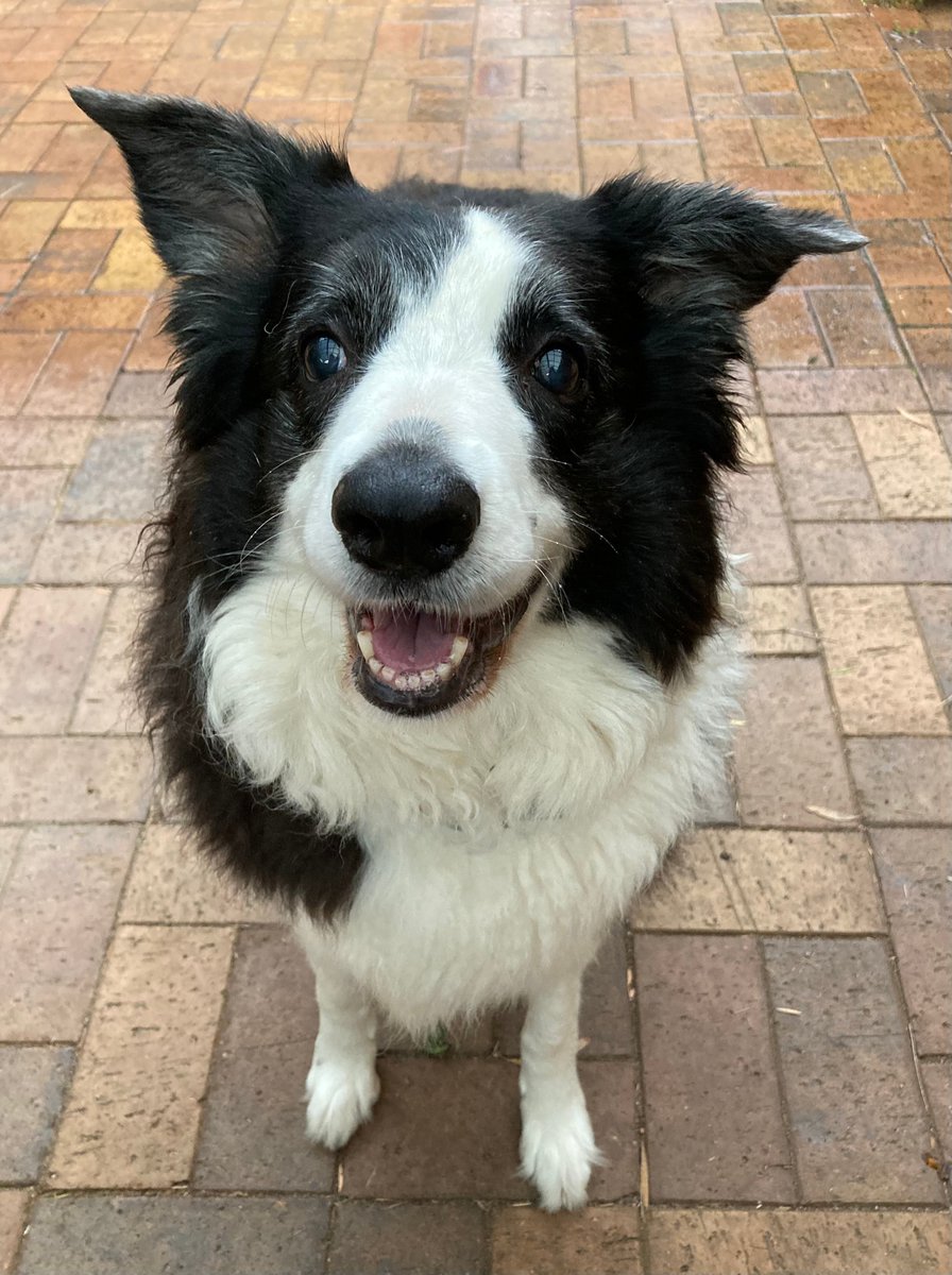WePublicHealth's tweet photo. This is my sidekick #ShadowPup β she will be keeping me company for the next two days of #GIANTSTEPS22. She often makes an appearance on Twitter during conference tweeting π #DogsofTwitter https://t.co/Iy411uEb2T
