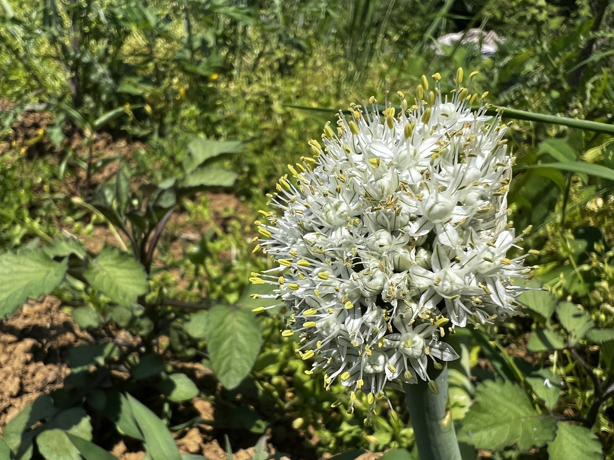 تويتر 下高敏彰 على تويتر 玉ねぎの花開いた なんか花火が咲いたみたいに綺麗 玉ねぎの花は明るい時に咲く自然の花火かもしれない 農業 家庭菜園 夏の風物詩 ガーデニング 畑 有機野菜 無農薬 土いじり 土作り T Co Dtt0fl9v7b