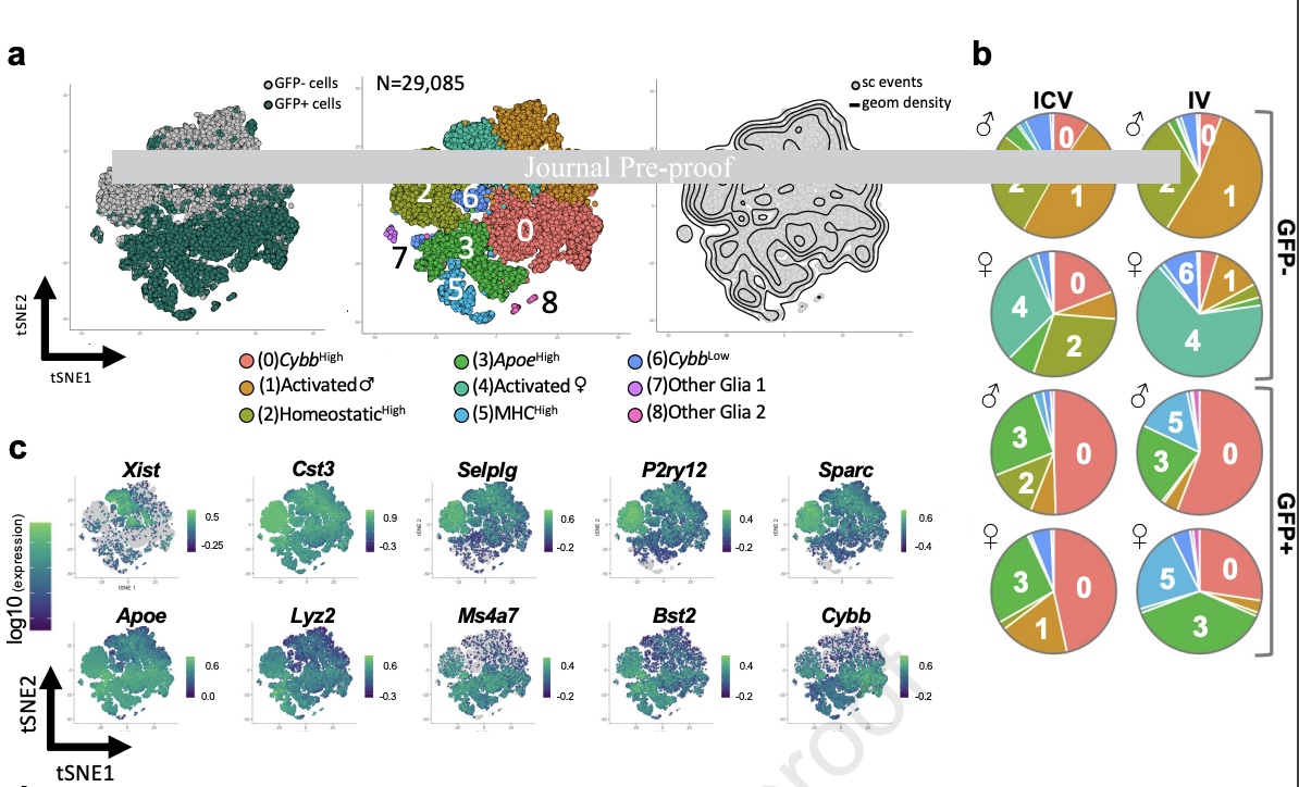 LucaBiasco (@luca_biasco) on Twitter photo So, is this true #microglia or what?
What is it that really engraft in the brain long term after #hematopoietic #stemcells #genetherapy?
Check out our latest work just out 
<a href="/MolTherapy/">Molecular Therapy</a>!! 👇
cell.com/molecular-ther…
#geneediting #brain #CNS #parkinson #dementia #singlecell So, is this true #microglia or what?
What is it that really engraft in the brain long term after #hematopoietic #stemcells #genetherapy?
Check out our latest work just out 
<a href="/MolTherapy/">Molecular Therapy</a>!! 👇
cell.com/molecular-ther…
#geneediting #brain #CNS #parkinson #dementia #singlecell