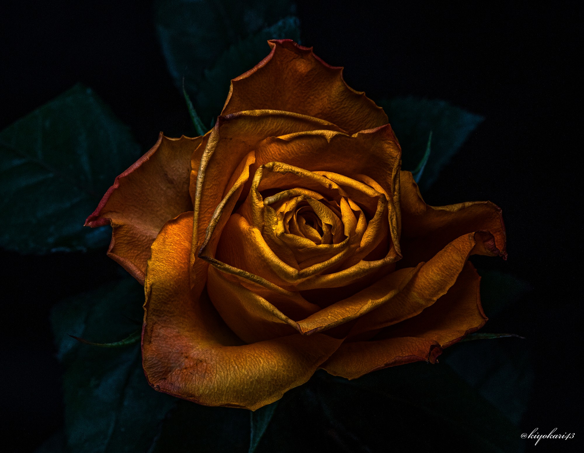 Kiyokari43 薔薇 Rose T Co Tqobryguu5掲載です T Co Slmvayz4jz Flowers Photography Rose 薔薇 花 写真 T Co M8z2cttfl7 Twitter