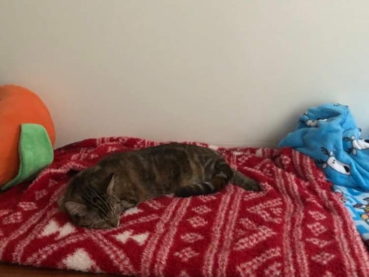 willowthecat_'s tweet photo. Just got fixed, feeling sleepy 😴 https://t.co/jBrCYGaOMb