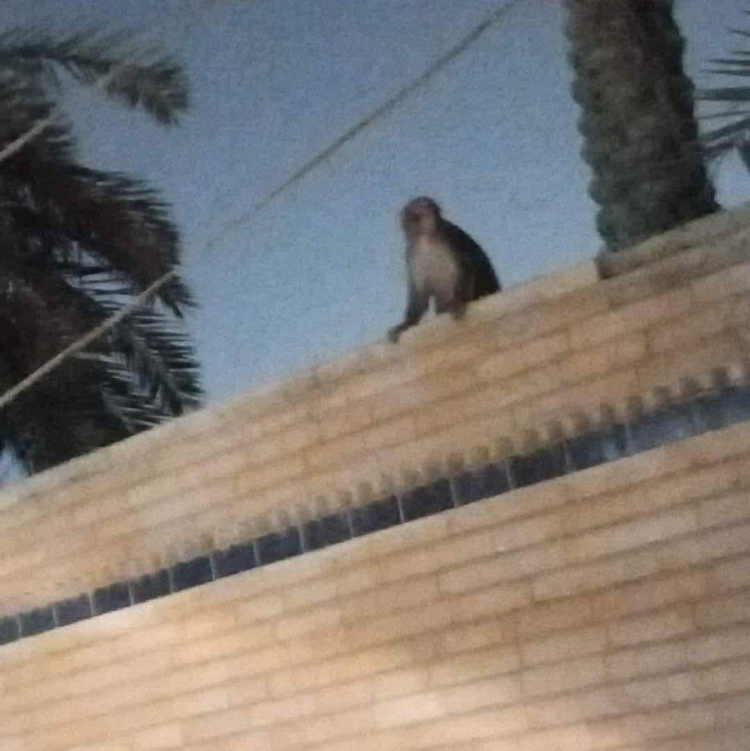 kethara69's tweet photo. 🔻 مع انتشار "جدري القرود".. مجموعة من القردة تهرب من أقفاصها وتهاجم المنازل، في منطقة الغدير بمحافظة النجف.

#اين_تفرون_الا_طحين https://t.co/e9ctieNjCE