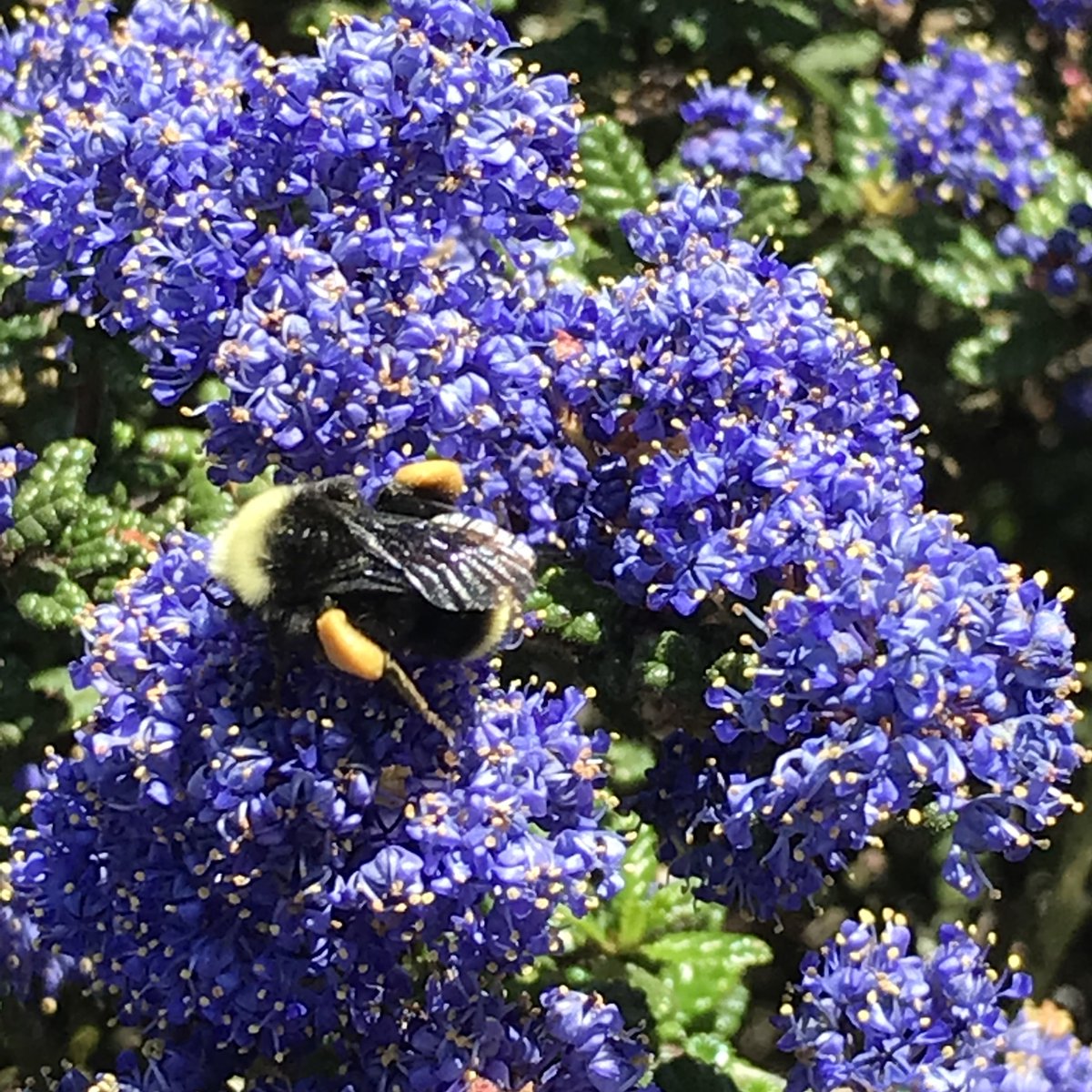 Ever angered a bumblebee? 😡 
Here's a sign to look out for! If you’re upsetting them, a bumblebee will do the DLR or the disturbance leg-lift response! It will lift its middle and sometimes back leg to show that it feels threatened and would appreciate some space. 🐝
#bumblebees