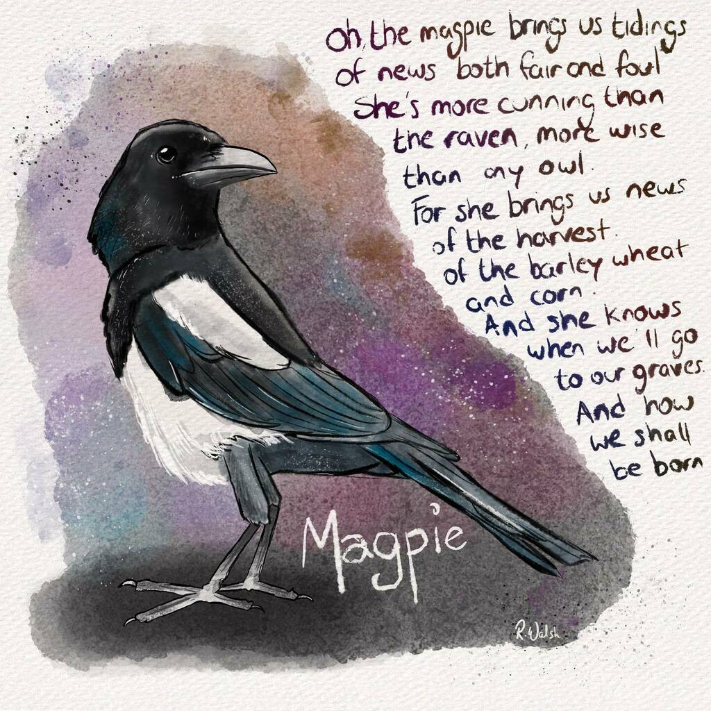 dickwalsh's tweet photo. We went to the the @theunthanksband last night in Belfast and as I was listening to this song I just got the urge to do some drawing…so I did. #magpie #procreate #unthanks #belfast https://t.co/qEoENY3iNh https://t.co/tr23jFzRWN