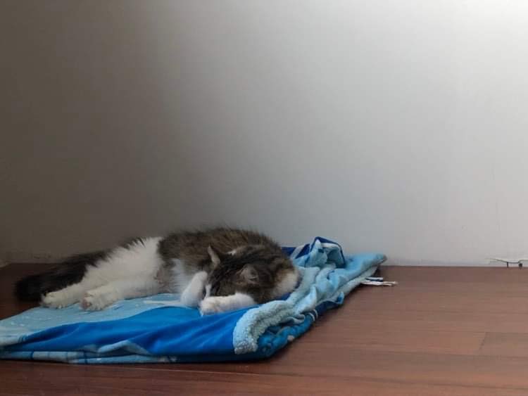 charlithecat_'s tweet photo. Nap time after surgery 😴 https://t.co/KsDySB7ewb