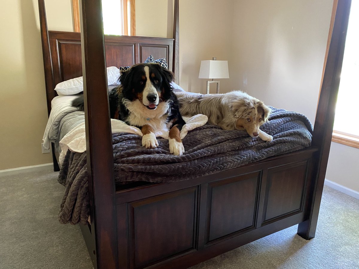 rebeccascout1's tweet photo. The boys ❤️🐶🐶🐾#bedhogs https://t.co/K8jWMBO7dB