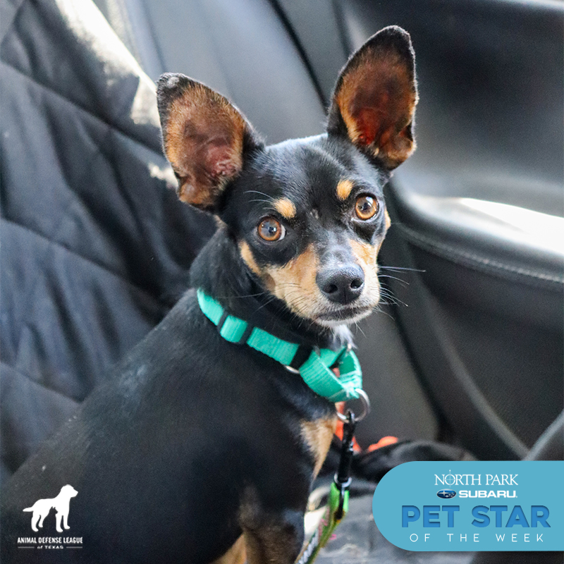Animal Defense League of Texas tweet media
