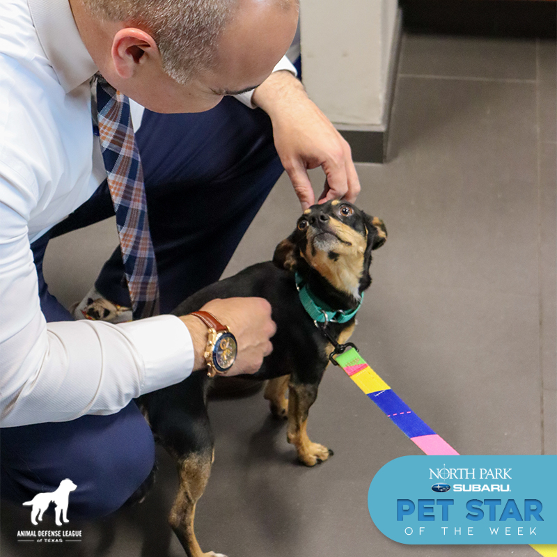 Animal Defense League of Texas (@adloftx) on Twitter photo Meet Ricardo! He is this week's North Park Subaru Pet Star! ⭐ Our partners at <a href="/NorthParkSubie/">North Park Subaru</a> are generously covering his adoption fee
Ricardo is a 1-year-old Miniature Pinscher mix. Adopt Ricardo from our Nacogdoches Campus Meet Ricardo! He is this week's North Park Subaru Pet Star! ⭐ Our partners at <a href="/NorthParkSubie/">North Park Subaru</a> are generously covering his adoption fee
Ricardo is a 1-year-old Miniature Pinscher mix. Adopt Ricardo from our Nacogdoches Campus