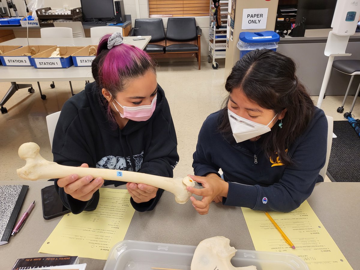 REU Bioarchaeology of Bronze Age Social Systems tweet media