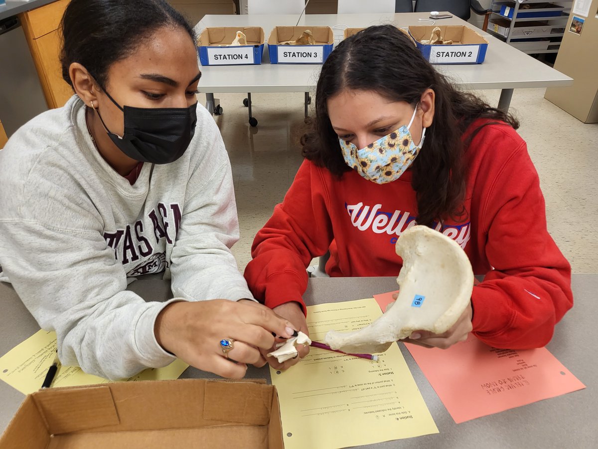 REU Bioarchaeology of Bronze Age Social Systems tweet media