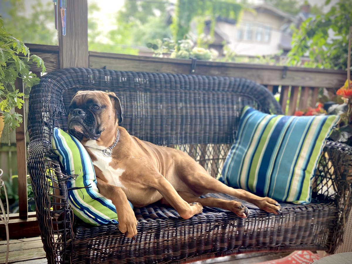 MuggsTheBoxer's tweet photo. Don’t hate me because I’m sexy. #MuggsTheBoxer #boxer #BoxerDog ##DogsOfOldLou https://t.co/BbQkhz0ohQ