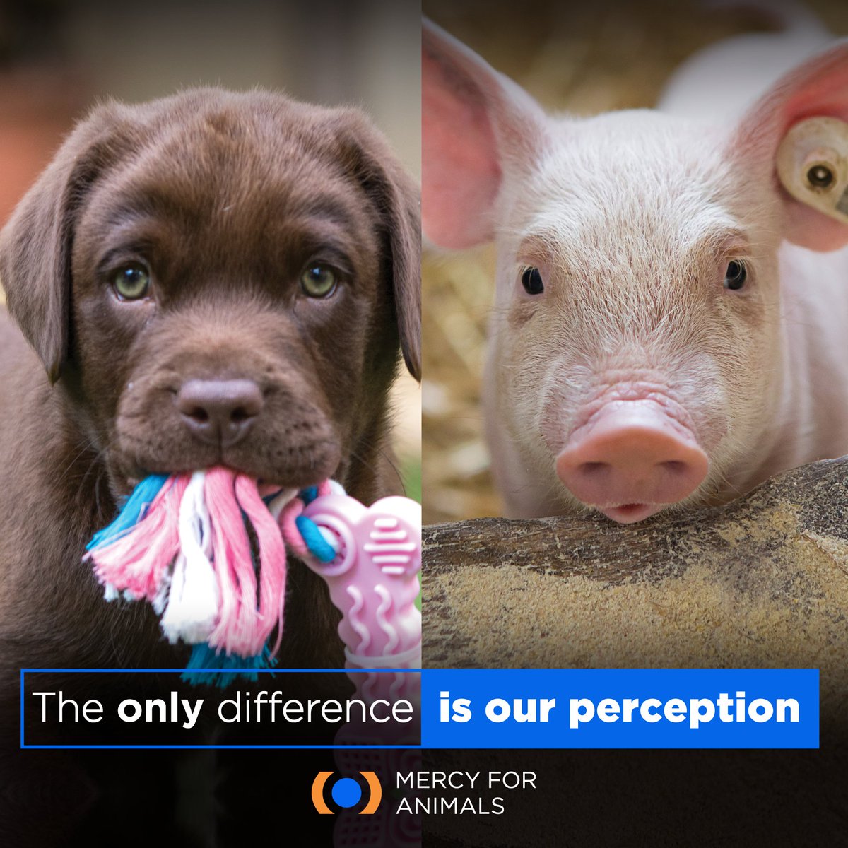 MercyForAnimals's tweet photo. Love them both. ❤️ https://t.co/Go0Ye5hhqG