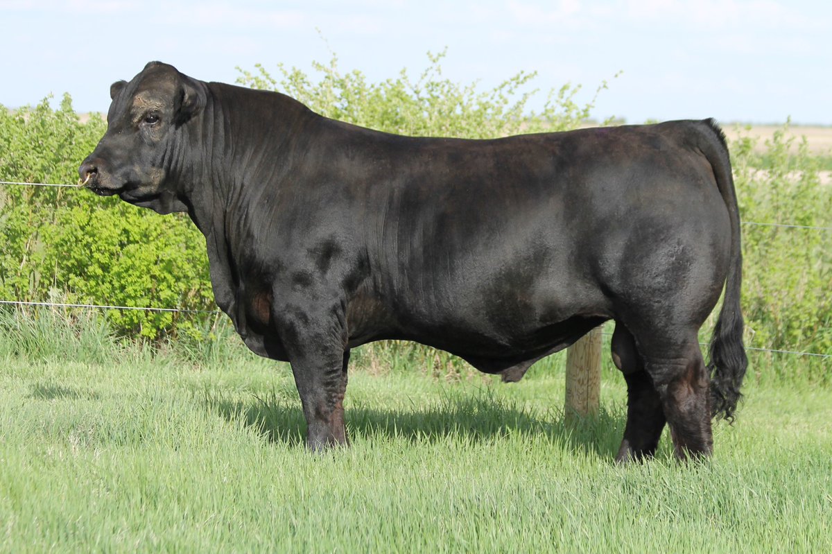 RPY Gibsons Deadshot 14J ET

CPM4110557 
Homo Polled :: Hetero Black

S: RPY Paynes Tank 12G ET 
D: HSF Zena

Owned with:
Payne Livestock, SK
Gibson Farms, ON

<a href="/t__boon/">Terra Boon</a> <a href="/CDNLimousin/">Canadian Limousin</a> <a href="/KHPayne69/">Kyle Payne</a> <a href="/EmilyGi07857437/">Emily Gibson</a>