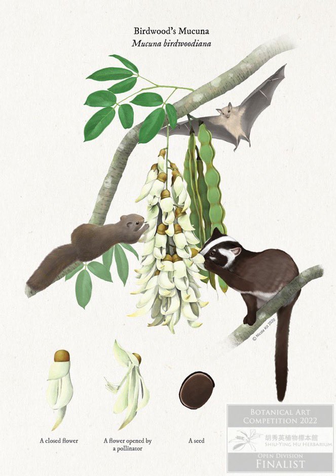 nicolekitkit's tweet photo. Happy to announce that my piece for #KFBG has been selected as one of the top five finalists in the Botanical Art Competition 2022 by Shiu-ying Hu Herbarium, CUHK!
View all finalists here: https://t.co/ZORWntZxuB https://t.co/ePJDdFOJMd