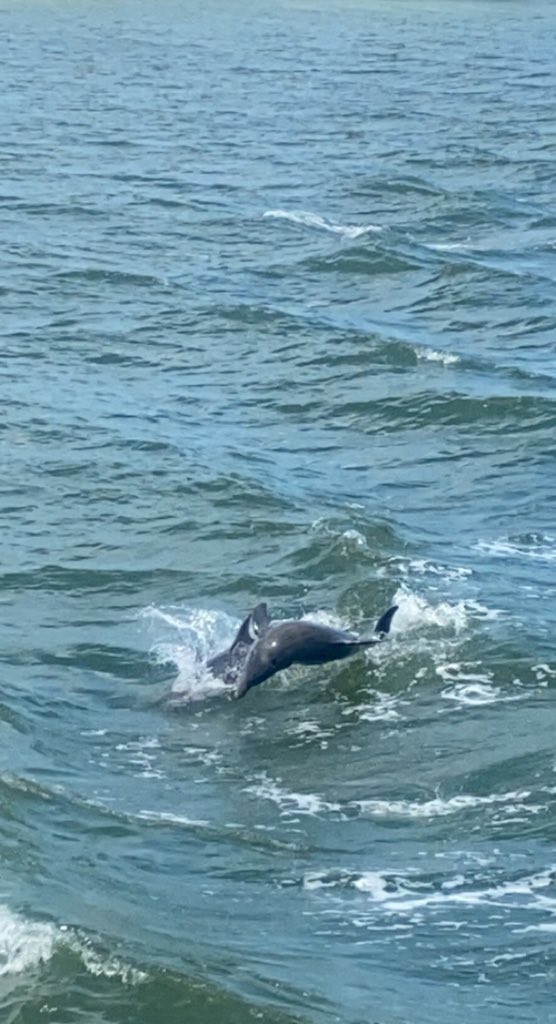 FrancescaMMoore's tweet photo. Florida vacation DAY THREE. It was a fun filled day exploring @NaplesFloridaa beach, and dolphin cruise. #Travel #Florida #EndOfSemester #beach #dolphins #pointroyal #Cruise #excursion #ToesInTheSand #Naples #SouthFlorida https://t.co/o5rvehjhZi
