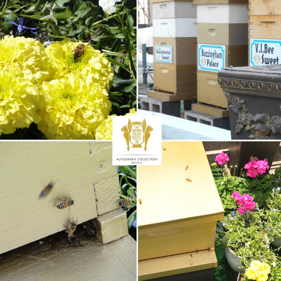 What's buzzin' at the #BrownPalace? Our royal bees are a buzz on our hotel's rooftop.  Five Queens and up to 100,000 bees are gathering pollen and water to prepare for the hot summer months. 🐝🍯