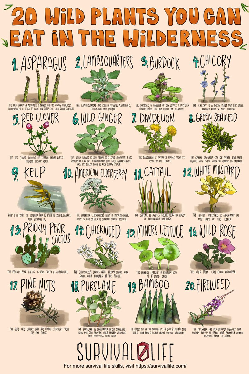 start_prepping's tweet photo. What can you forage for survival? Here’s a list! #FoodShortage #survival https://t.co/fZN6dIGsV3