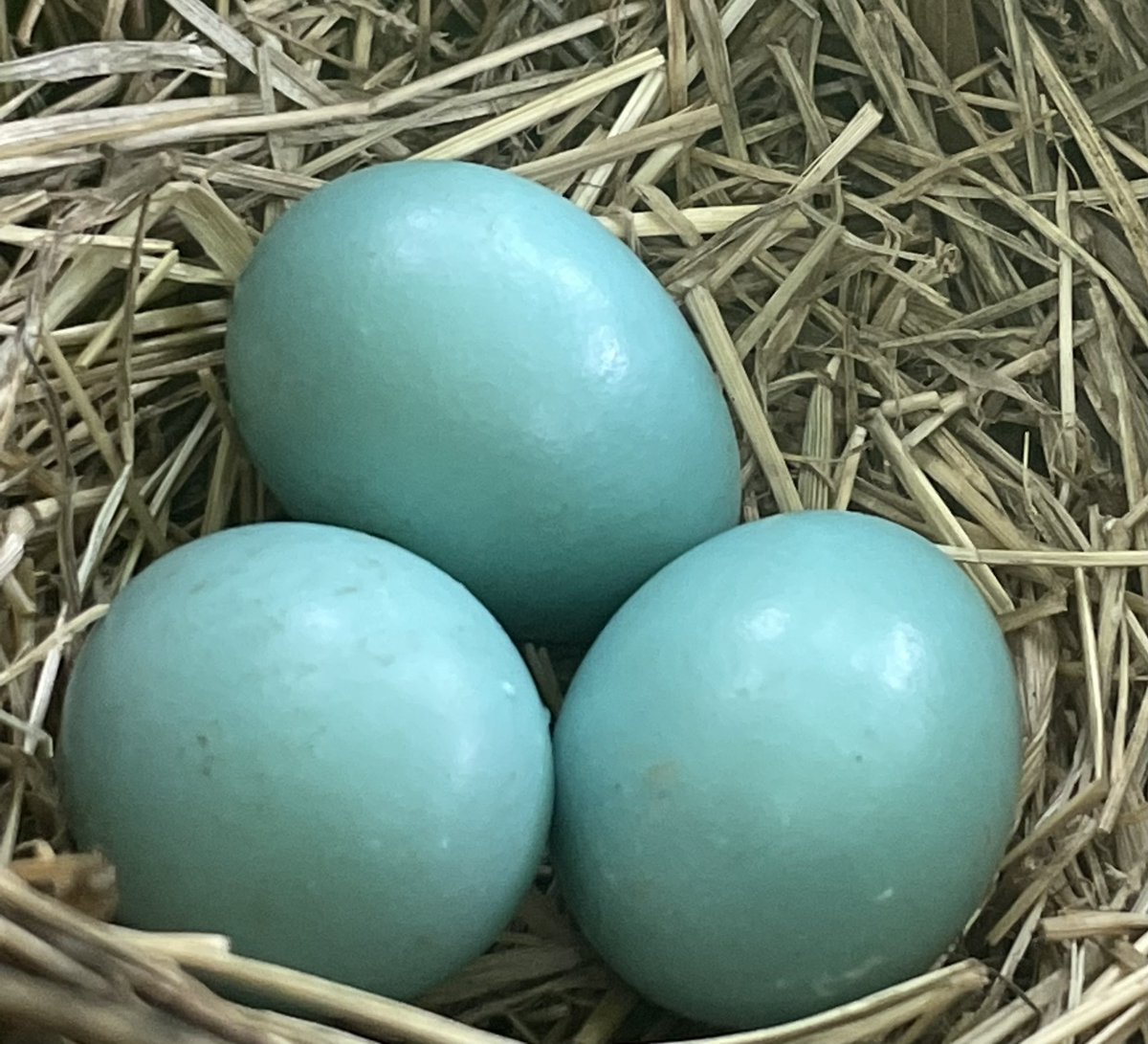 MerryMurray's tweet photo. Day 4 of #babybirdwatch, still no babies, but eggs are ok after close to 5” of rain. https://t.co/Zlfzy07X5V