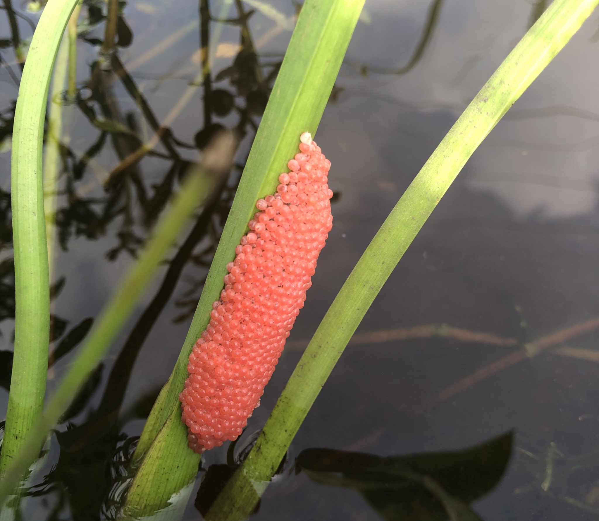 Derek C Sallmann Invasive Apple Snail Eggs Sure Do Stand Out Louisiana T Co E9xzbjqpuo Twitter