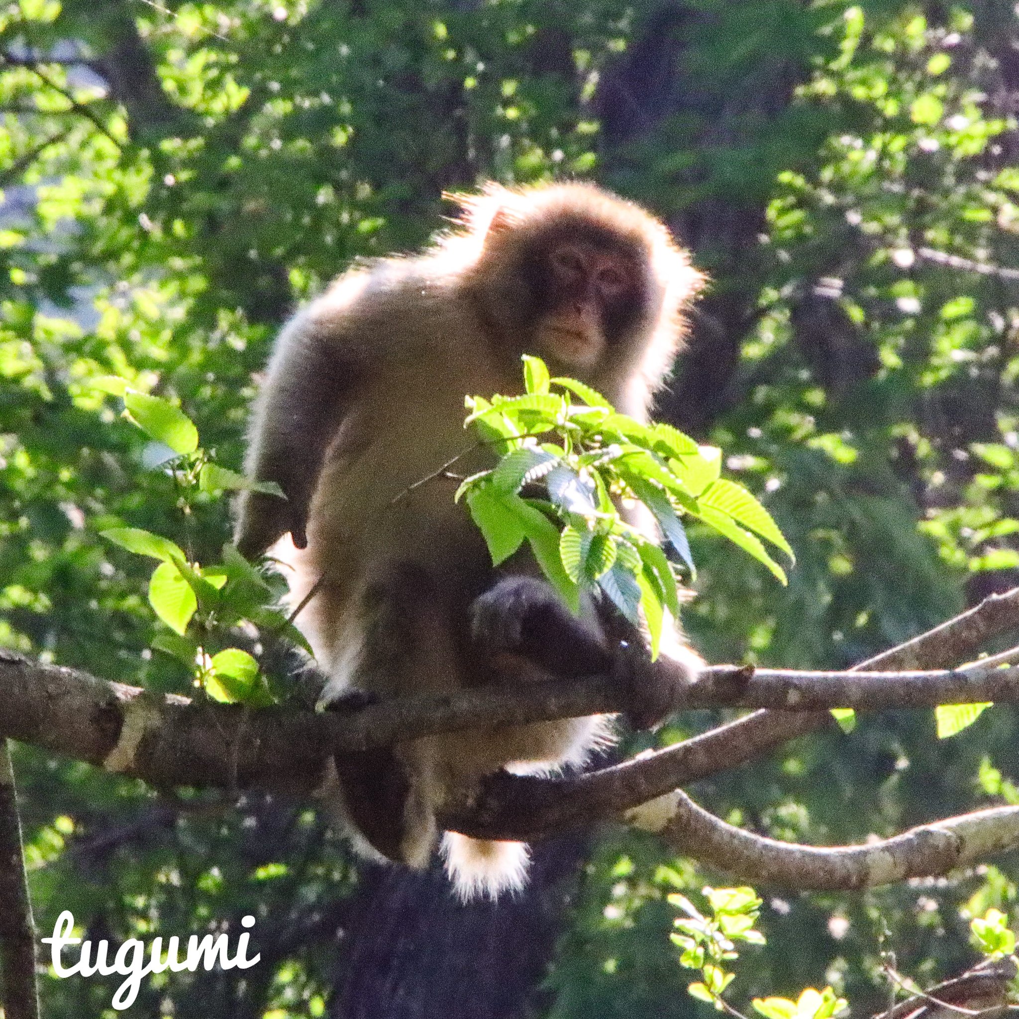 Kamondake 70 突然 野生の猿と遭遇 22 5 25 野生のサル 野生の猿 谷川岳 T Co 3tfhznik7h Twitter
