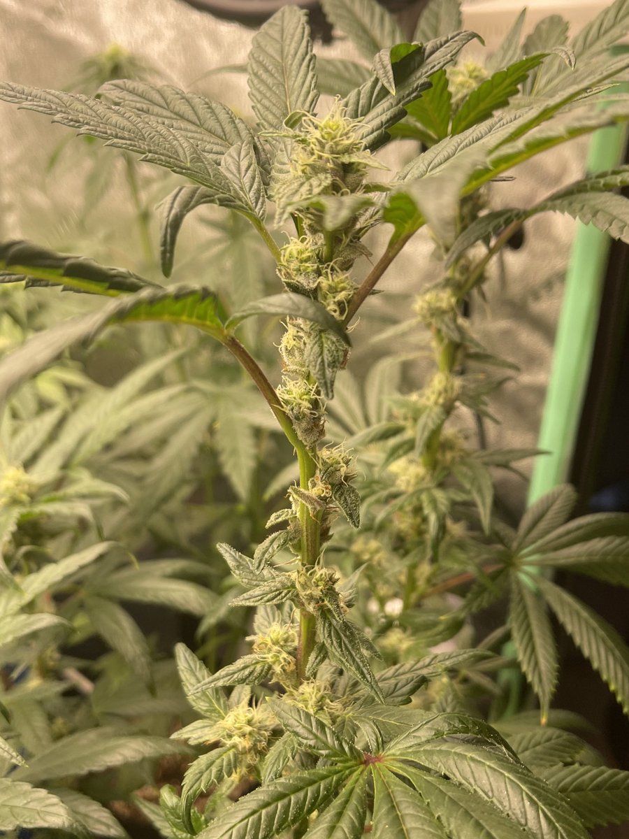 HerbToking's tweet photo. Point Break by #Surfr 🏄‍♂️🏄🏄‍♀️ already turning so fucking caked frosty on her buds forming oh and did I mention also they are fucking starting to turn RED!!!😱🤯 first time ever growing a plant with colors like this! Can’t wait to see how she finishes up!😍🤩🥰 #RedPheno https://t.co/4aSJbh7QO8