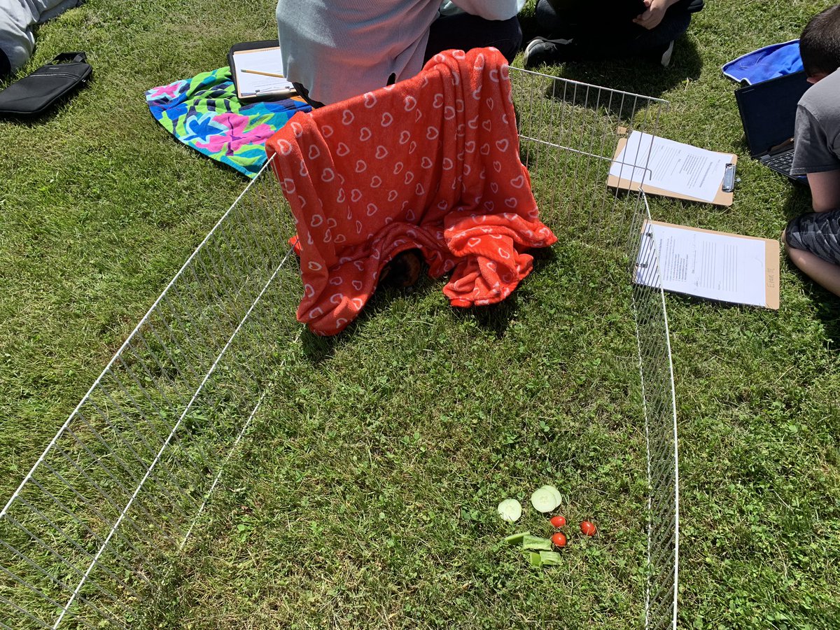 karenheitner's tweet photo. Fabulous fourth graders working outside with the class parts, Sunny and Bubbles! #WeArePasadena https://t.co/y0iaxJH0HG