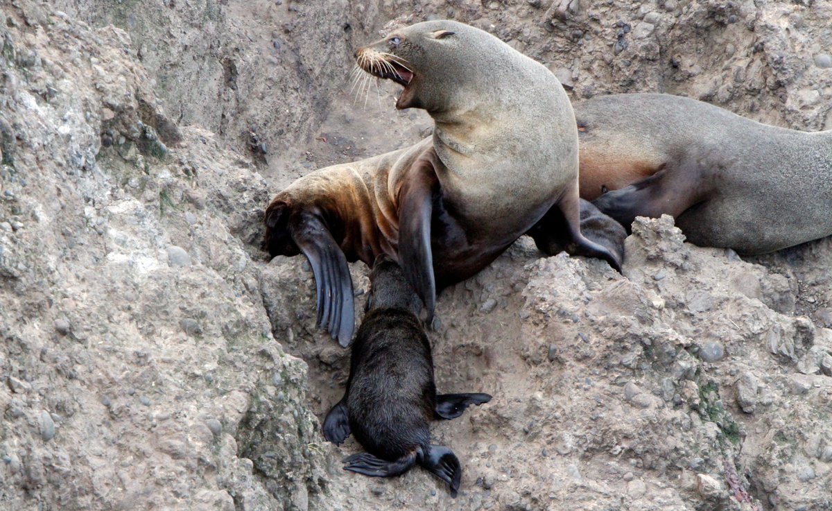 Researchers from the Ontario Veterinary College are investigating how environmental changes in the ocean affect milk quality in fur seals and, ultimately, the immune systems of their pups. This article was written by SPARK writer <a href="/mya_myak/">Mya Kidson</a>. Learn more: uoguel.ph/tar3u