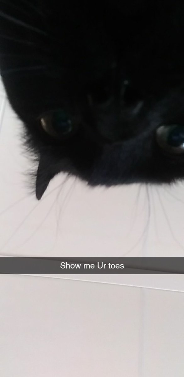 AryanAlexAnders's tweet photo. My cat is a little perv https://t.co/Lu4A1a0880