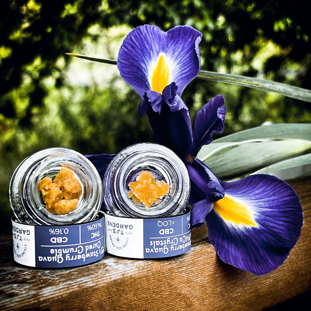 Artifact Extracts tweet media