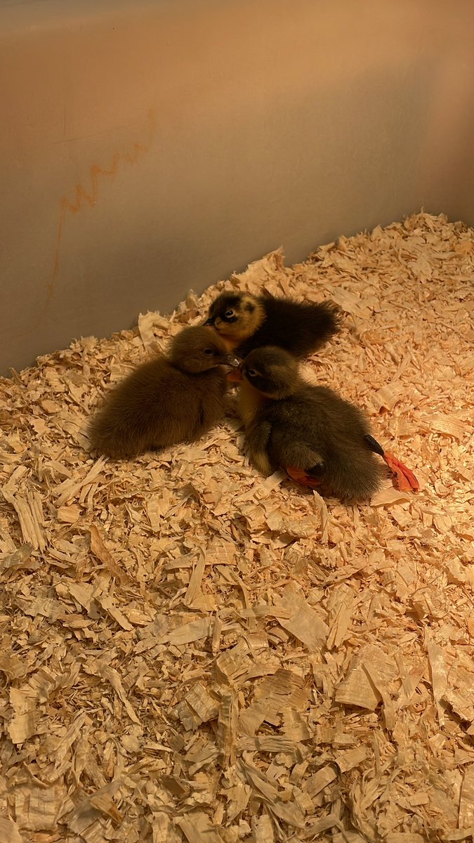 CastlemoreYRDSB's tweet photo. Our ducks have hatched! Our kindergarteners are learning so much through this duck hatching inquiry. #inquiry @YRDSBEarlyYears #duckhatching #spring https://t.co/1V4iI330vi