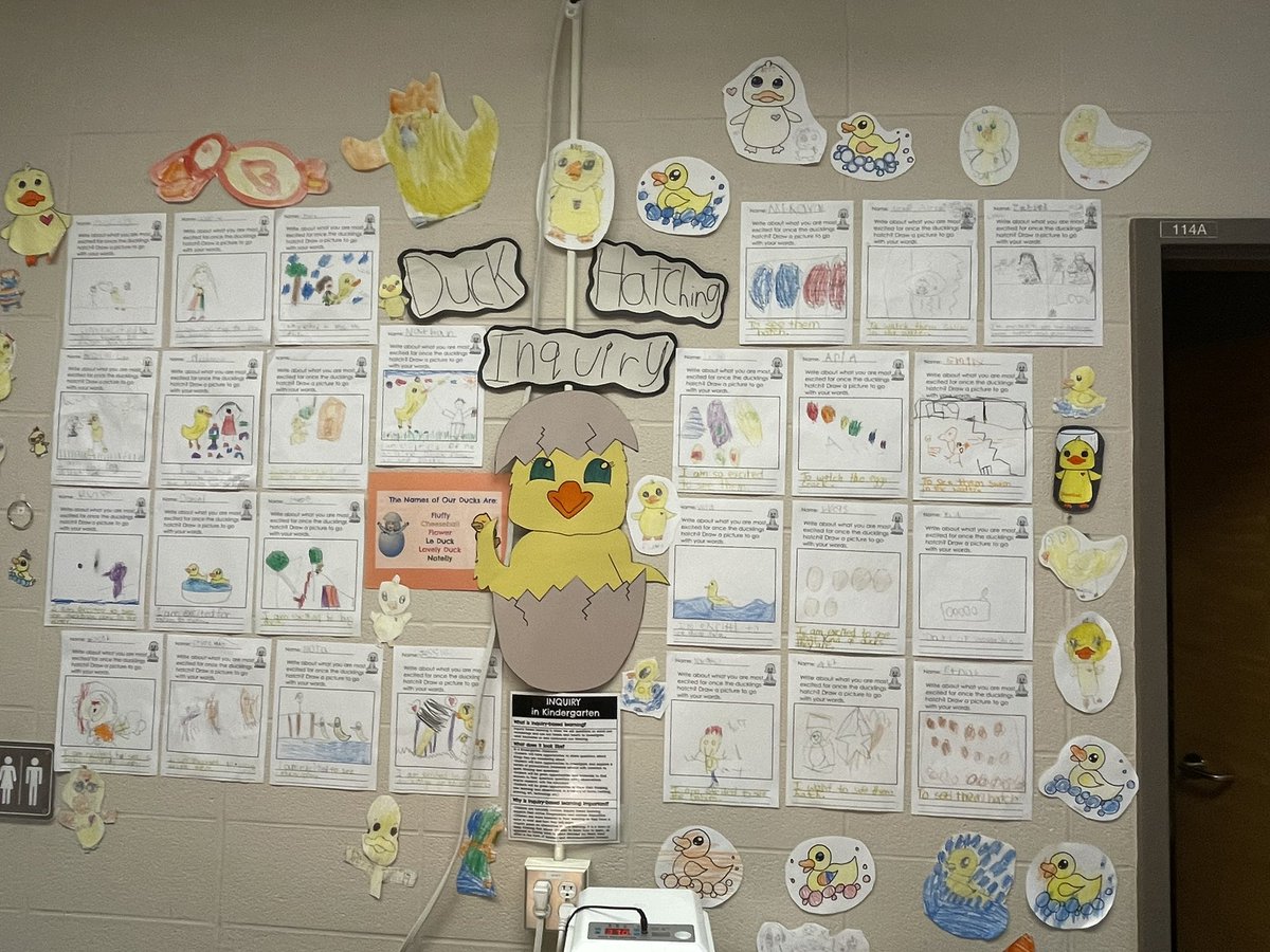 CastlemoreYRDSB's tweet photo. Our ducks have hatched! Our kindergarteners are learning so much through this duck hatching inquiry. #inquiry @YRDSBEarlyYears #duckhatching #spring https://t.co/1V4iI330vi