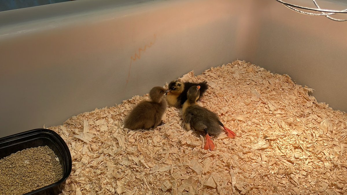 CastlemoreYRDSB's tweet photo. Our ducks have hatched! Our kindergarteners are learning so much through this duck hatching inquiry. #inquiry @YRDSBEarlyYears #duckhatching #spring https://t.co/1V4iI330vi