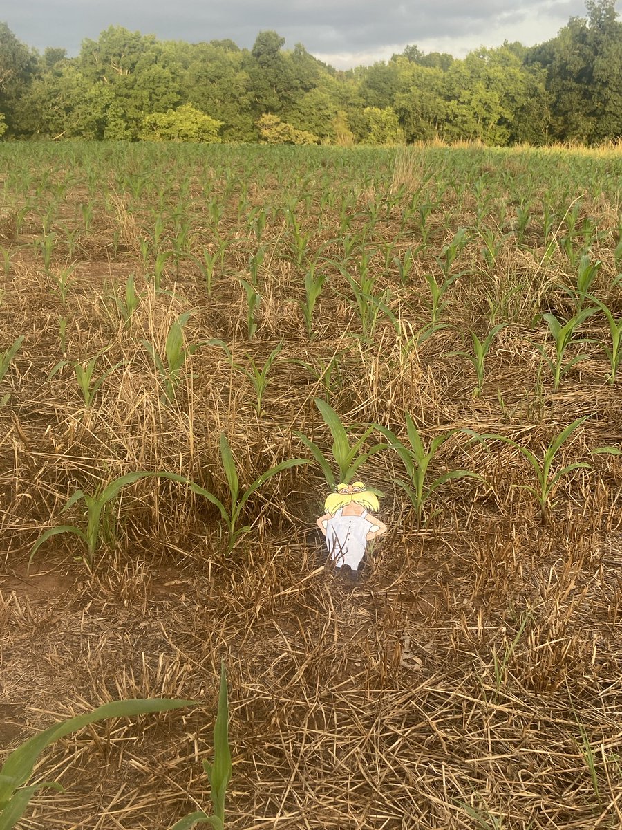 KristenBaucom1's tweet photo. The Lorax stopped by an example of soil erosion from recent rain in my driveway. The Lorax also visited a corn crop. This farmer uses crop rotation to maintain soil quality. #soilerosion #croprotation #FLATLORAX @mrsdirvin @UCVirtualNC @AGHoulihan @SusanRodgersS4 @PiedmontHSNC https://t.co/aJfNGRScYw