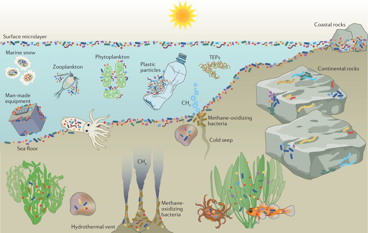 NatureRevMicro's tweet photo. Marine biofilms: diversity, interactions and biofouling

https://t.co/dX1zB22i26

In this Review, Qian &amp; colleagues discuss the diversity and composition of marine biofilms and their role in the development of marine benthos and biofouling. https://t.co/wLAh6ZCAkN