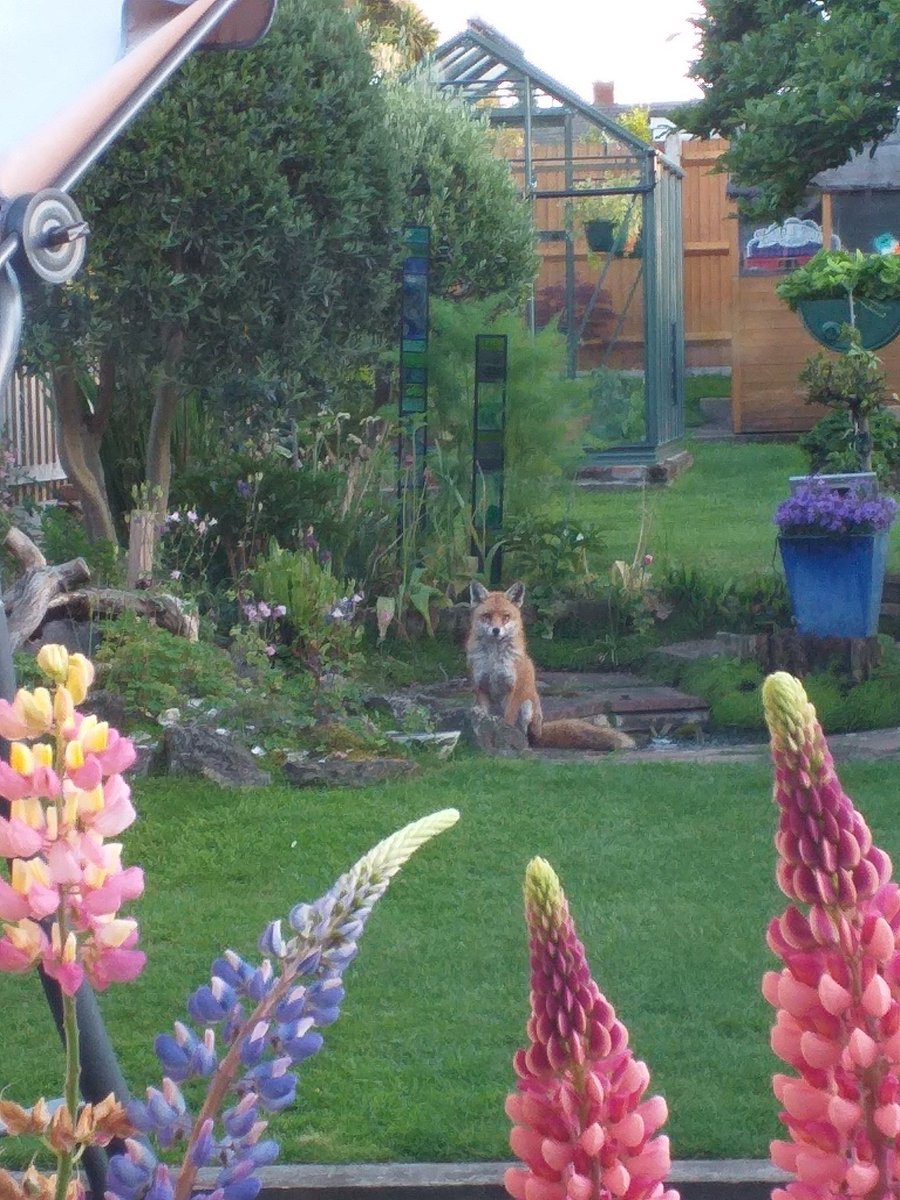 SusanAmos1's tweet photo. Look who has come to visit and collect an evening treat.❤ #wildlife #FoxNews #FoxOfTheDay #foxy #GardeningTwitter #Lupin #lovefox #lovegardening https://t.co/KNPIfJYSQJ